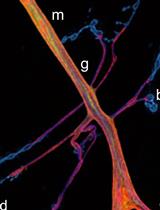Click Chemistry (CuAAC) and Detection of Tagged <em>de novo</em> Synthesized Proteins in <em>Drosophila</em>
