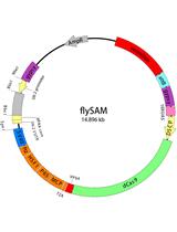 flySAM Transgenic CRISPRa System Manual