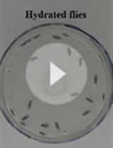 A Novel Hygrotaxis Assay for Assessing Thirst Perception and Water Sensation in Drosophila