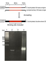 In vitro Protein-DNA Binding Assay (AlphaScreen® Technology)