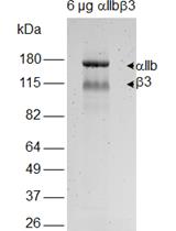 Measurement of Redox States of the β3 Integrin Disulfide Bonds by Mass Spectrometry