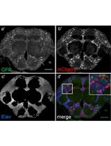 Flip-flop Mediated Conditional Gene Inactivation in Drosophila