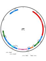 果蝇中pNP RNAi 转基因系统手册