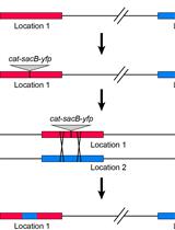 Measuring Homologous Recombination Rates between Chromosomal Locations in Salmonella