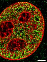 Imaging Higher-order Chromatin Structures in Single Cells Using Stochastic Optical Reconstruction Microscopy
