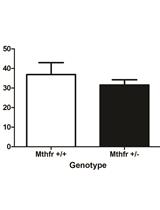 Assessing Spatial Working Memory Using the Spontaneous Alternation Y-maze Test in Aged Male Mice