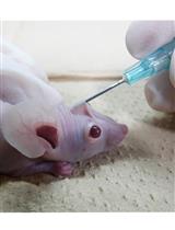 Calvarial Bone Implantation and <em>in vivo</em> Imaging of Tumor Cells in Mice