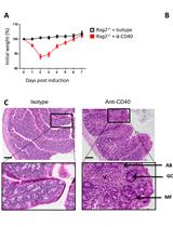Induction and Analysis of Anti-CD40-induced Colitis in Mice
