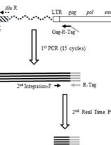 Analysis of Early Phase HIV-1 Replication and Integration Events by Using Real-time PCR