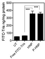 Determination of Cellular Uptake and Endocytic Pathways