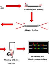 Rapid Multiplexed Reduced Representation Bisulfite Sequencing Library Prep (rRRBS)
