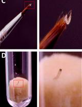 Quantification of Serotonin in Rice and Insect Pest and its Functional Analysis in Insects Using Artificial Diet Feeding
