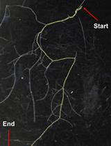 用于研究真菌挥发性化合物(VCs)如何影响植物生长发育并通过SPME-GC-MS技术鉴定VCs的I板检测法