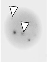 Top Starch Plating Method for the Efficient Cultivation of Unicellular Red Alga Cyanidioschyzon merolae