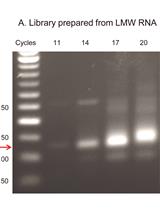 QsRNA-seq: A protocol for Generating Libraries for High-throughput Sequencing of Small RNAs