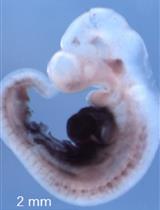 An Improved Staining Method for Low Signal LacZ Reporter Detection in Mouse Embryos