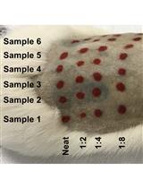 Quantification of Serum Ovalbumin-specific Immunoglobulin E Titre via in vivo Passive Cutaneous Anaphylaxis Assay