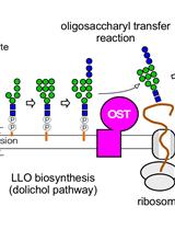 A Radioisotope-free Oligosaccharyltransferase Assay Method