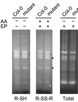 Detection of Disulfides in Protein Extracts of Arabidopsis thaliana Using Monobromobimane (mBB)
