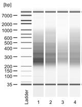 制备酿酒酵母总RNA和4-硫尿RNA的RNA3'端测序文库用于转录，RNA合成和降解的同步测定