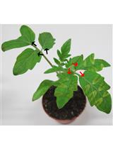 Peptide Feeding and Mechanical Wounding for Tomato Seedlings