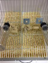 Swiss小鼠作为研究对象研究小鼠的社会失败应激（SDS）