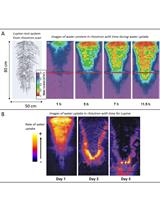 Measuring and Imaging the Soil-root-water System with a Light Transmission 2D Technique