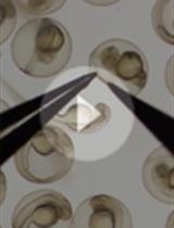 整体原位杂交检测mRNA并提取DNA检测斑马鱼胚胎的基因分型 