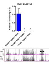 Viral Chromosome Conformation Capture (V3C) Assays for Identifying Trans-interaction  Sites between Lytic Viruses and the Cellular Genome