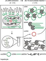 Quantification of Hepatitis B Virus Covalently Closed Circular DNA in Infected Cell Culture Models by Quantitative PCR