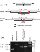 Multiple Modification of Chromosomal Loci Using <em>URA5.3</em> Selection Marker in the Unicellular Red Alga <em>Cyanidioschyzon merolae</em>