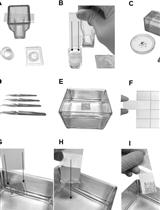 Visualization of Plant Cell Wall Epitopes Using Immunogold Labeling for Electron Microscopy