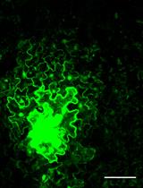 Quantitative Plasmodesmata Permeability Assay for Pavement Cells of Arabidopsis Leaves