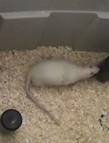 Displaced Object Recognition Memory in Rats