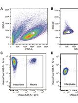 Measuring Protein Synthesis during Cell Cycle by Azidohomoalanine (AHA) Labeling and Flow Cytometric Analysis
