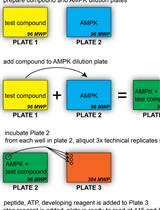 Non-radiometric Cell-free Assay to Measure the Effect of Molecular Chaperones on AMP-activated Kinase Activity