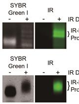 Northern Blot with IR Fluorescent Probes: Strategies for Probe Preparation