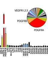 Unbiased Screening of Activated Receptor Tyrosine Kinases (RTKs) in Tumor Extracts  Using a Mouse Phospho-RTK Array Kit