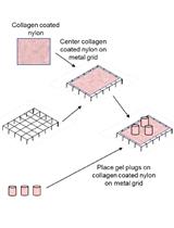 小鼠前列腺野生型成纤维细胞和人前列腺癌上皮细胞的3D共培养系统