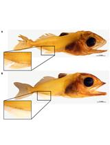 Quantification of Cutaneous Ionocytes in Small Aquatic Organisms