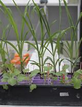 Determination of Root Exudate Concentration in the Rhizosphere Using 13C Labeling