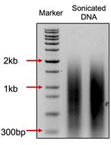 Improved HTGTS for CRISPR/Cas9 Off-target Detection