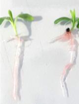 Analysis of Indole-3-acetic Acid (IAA) Production in <em>Klebsiella</em> by LC-MS/MS and the Salkowski Method