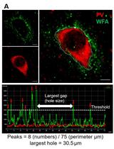 Protocol to Quantitatively Assess the Structural Integrity of Perineuronal Nets ex vivo