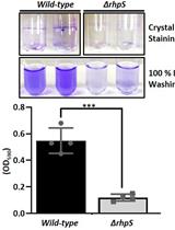 Biofilm Formation Assay in Pseudomonas syringae