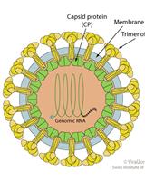 Purification and Proteomic Analysis of Alphavirus Particles from Sindbis Virus Grown in Mammalian and Insect Cells