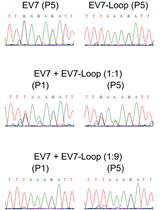 Enterovirus Competition Assay to Assess Replication Fitness