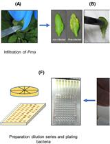 An Improved Bioassay to Study <em>Arabidopsis</em> Induced Systemic Resistance (ISR) Against Bacterial Pathogens and Insect Pests
