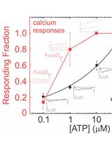 Simultaneous Fluorescent Recordings of Extracellular ATP and Intracellular Calcium in Mammalian Cells