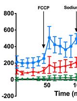 Measurement of Respiration Rate in Live Caenorhabditis elegans